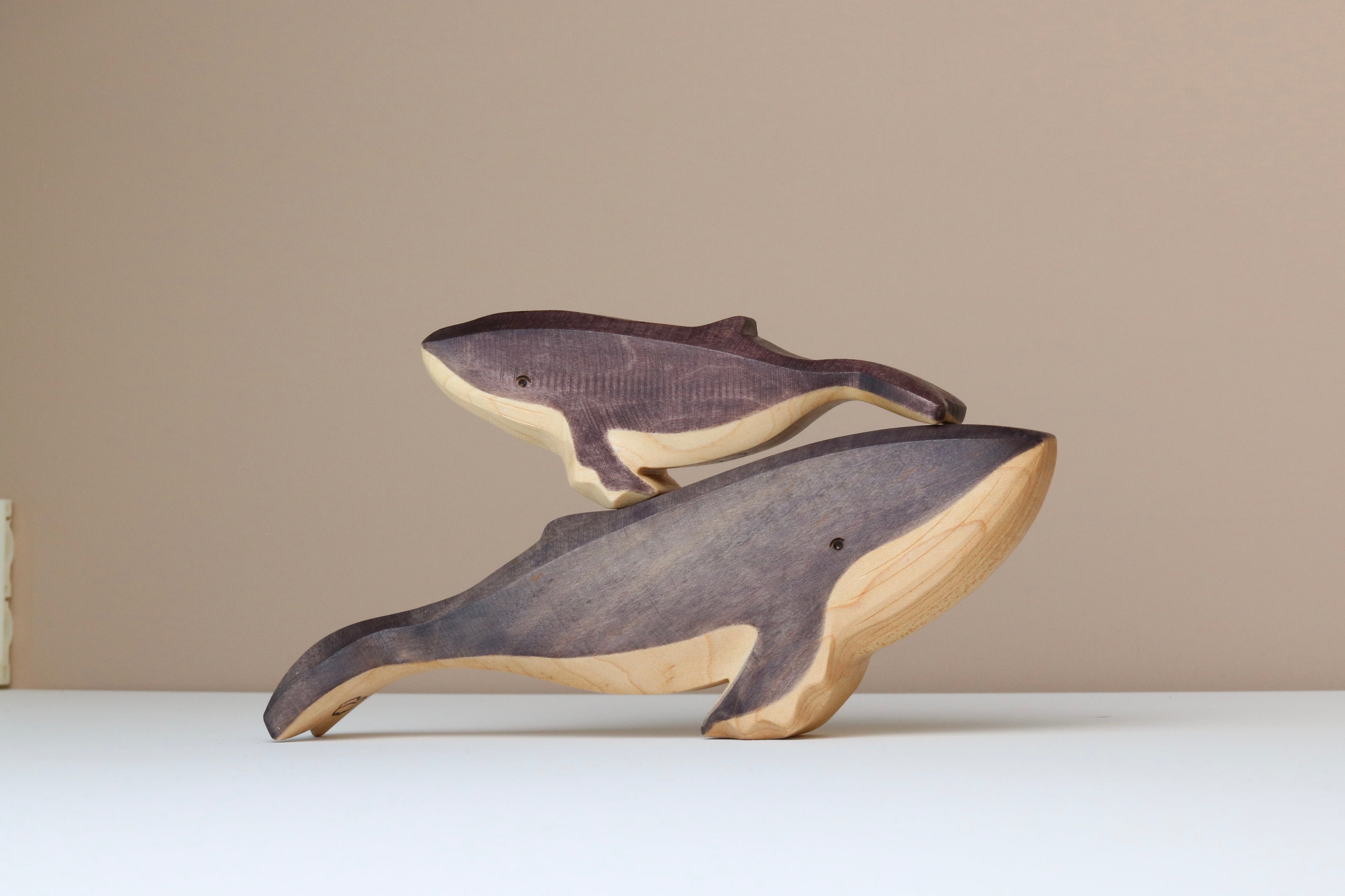 Humpback Whale Baby