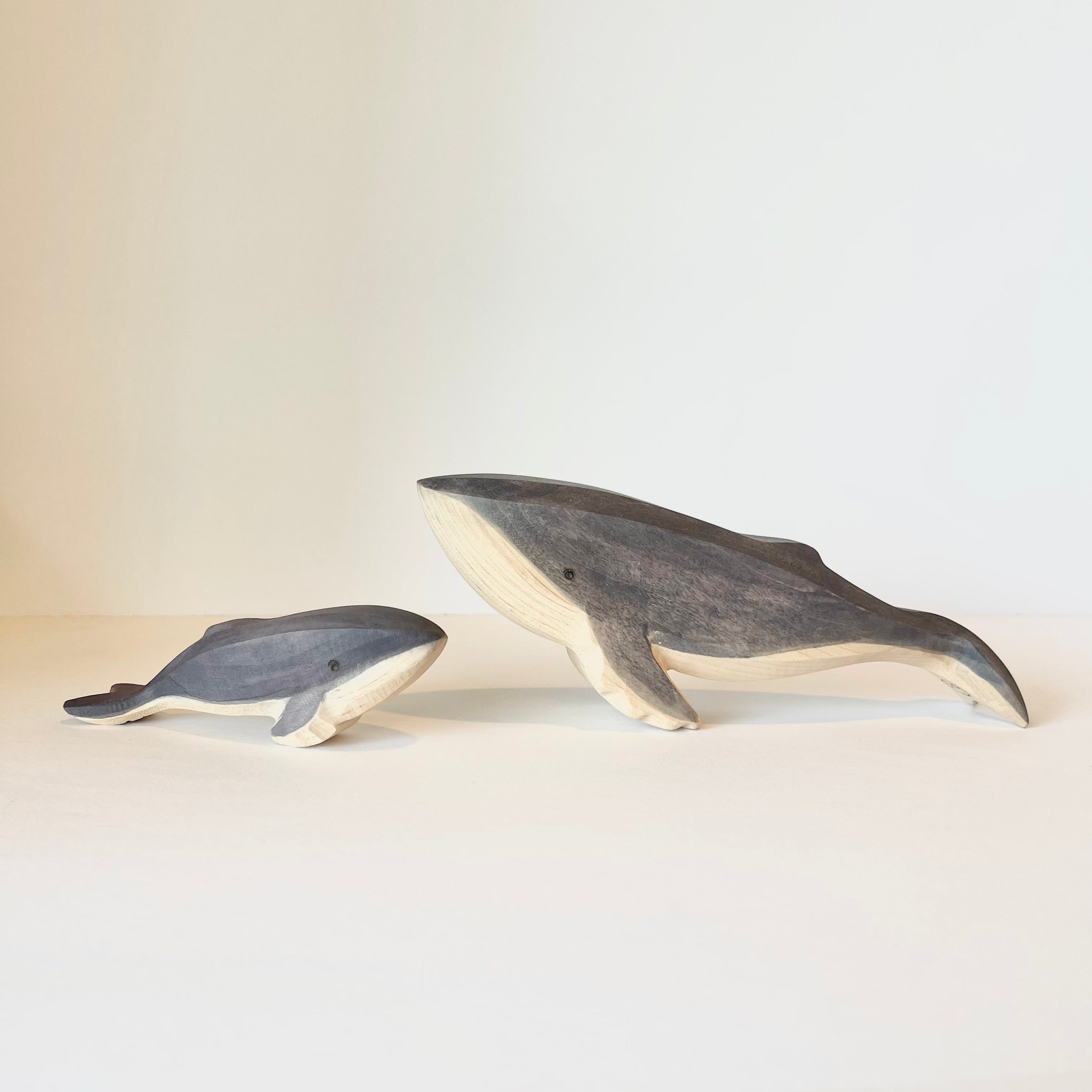 Humpback Whale Baby