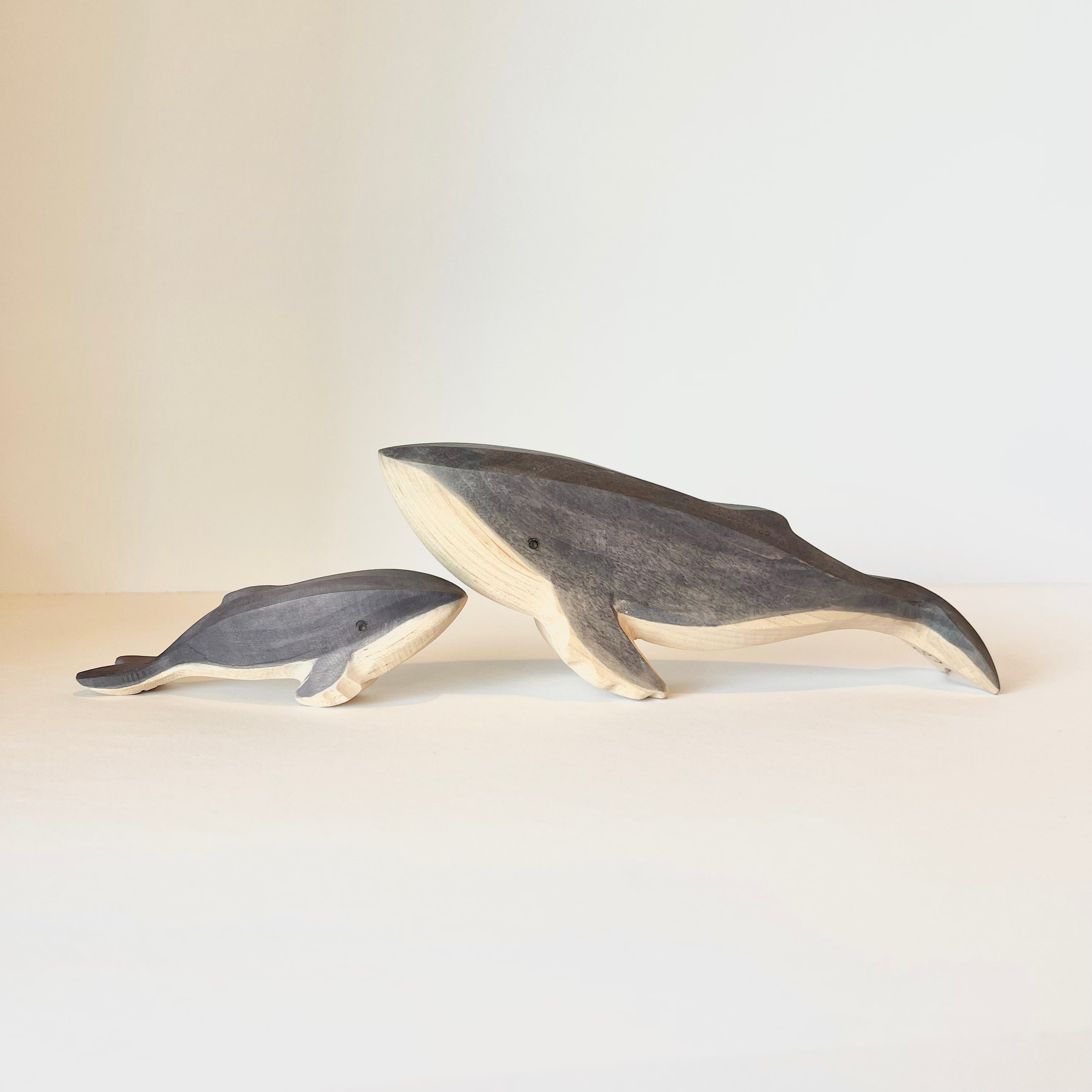 Humpback Whale Baby
