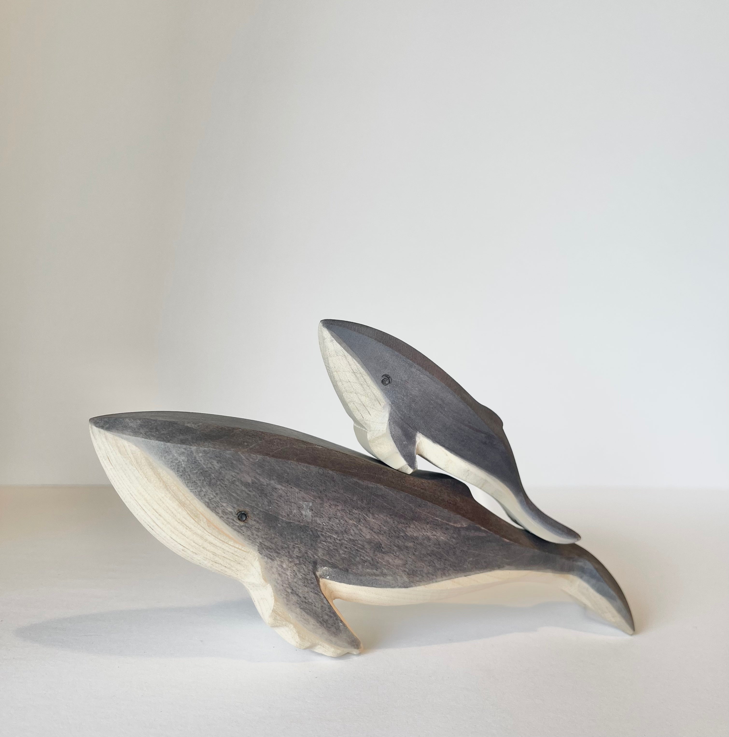 Humpback Whale Baby